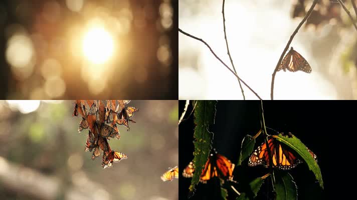 美丽大自然秋天意境