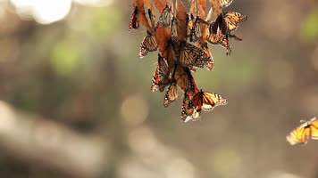 美丽大自然秋天意境