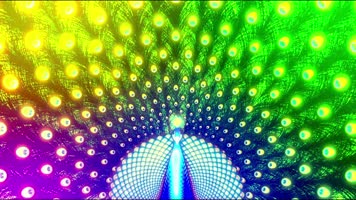 孔雀开屏 羽毛 五彩闪光