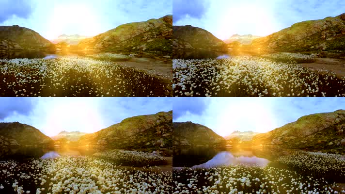 花丛远山湖泊阳光镜头推进