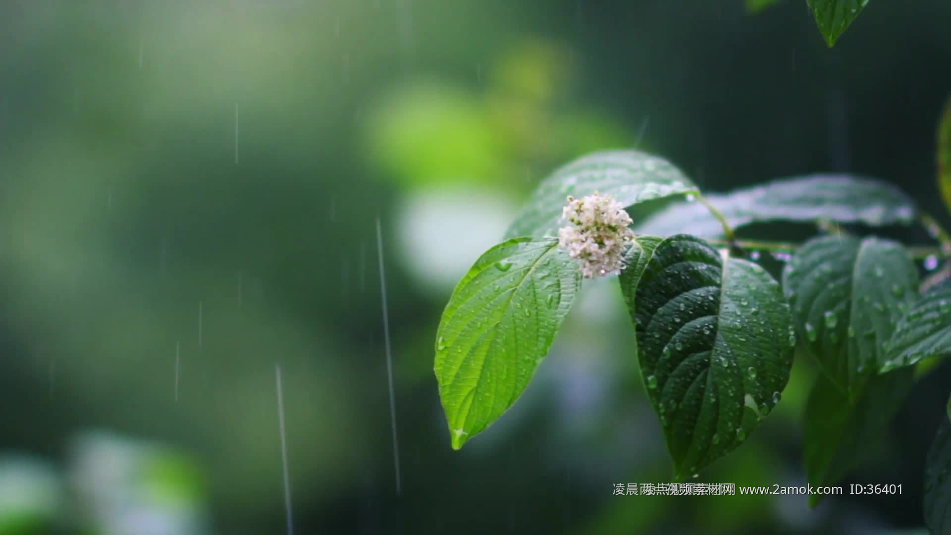 4k升格春天春雷春雨下雨天雨中的绿叶植物意境实拍惊蛰春分立春视频特效素材-千库网