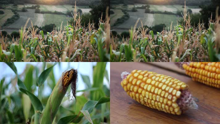 农业玉米地高清实拍玉米农业种植粮食