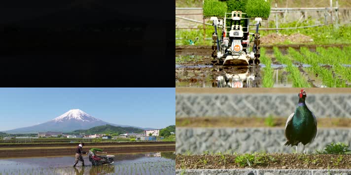4K日本富士山山下农田插秧农业
