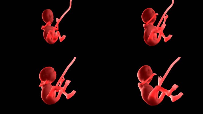 胚胎孕育过程婴儿三维透明通道