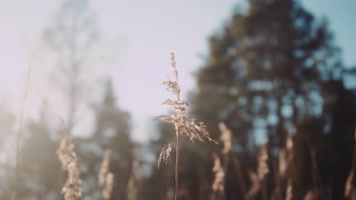 4K唯美韵味冬日情调