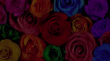 4K创意色彩演绎骏马奔腾