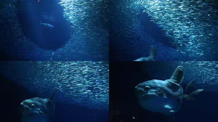 神秘海洋世界水族馆沙丁鱼群避开鲨鱼鱼类生活特写