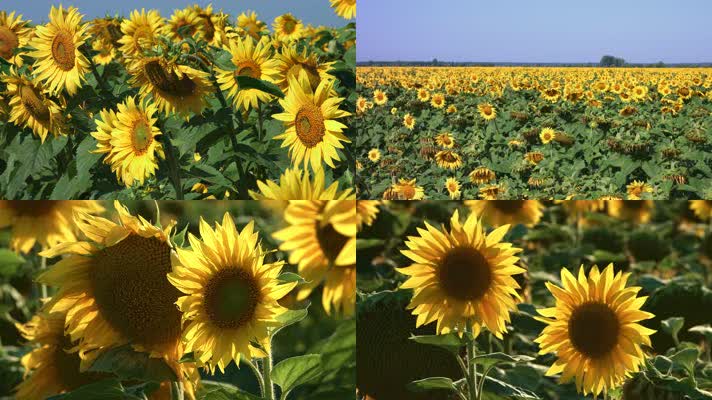 4K美丽农场田园风光向日葵田花海