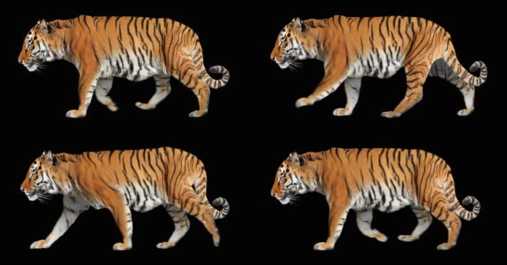 4K老虎走路循环动画 4K老虎走路循环动画