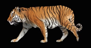 4K老虎走路循环动画