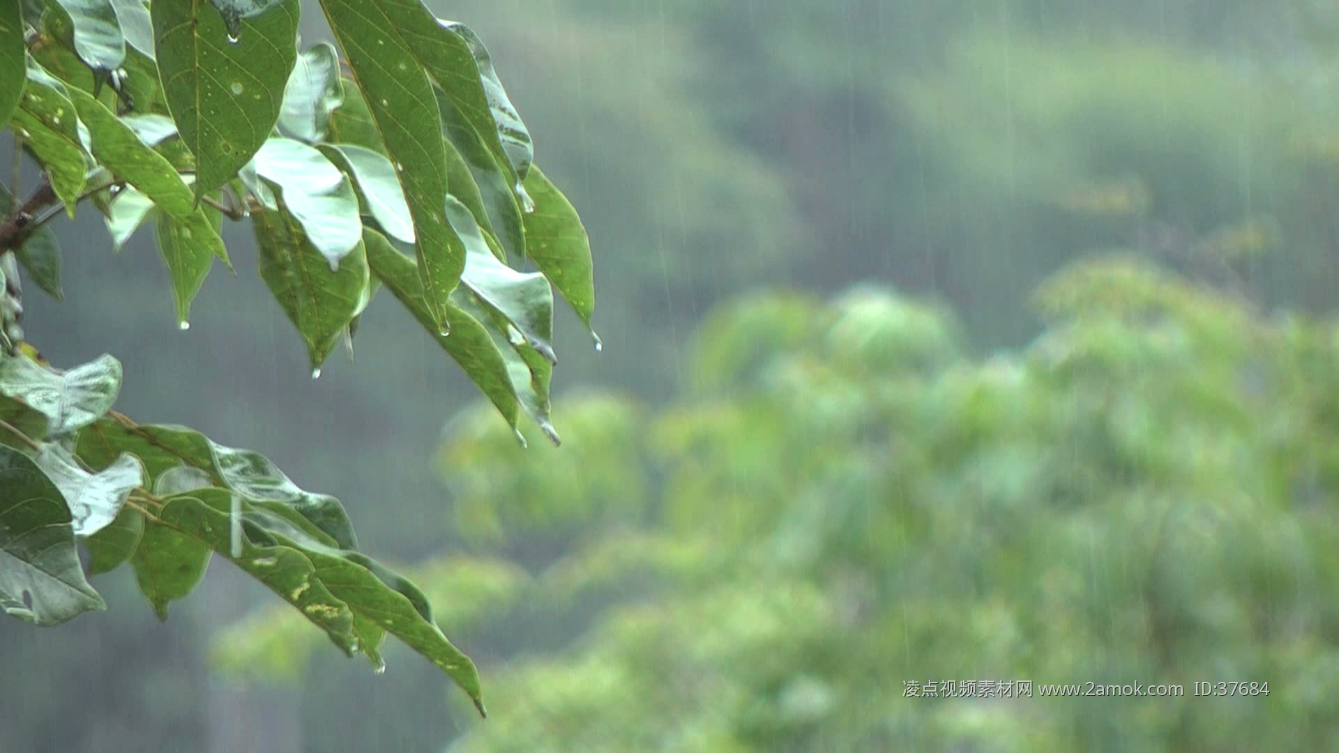 雨天树林的放松漫步 | 大自然雨声 | 助眠放松学习_哔哩哔哩_bilibili