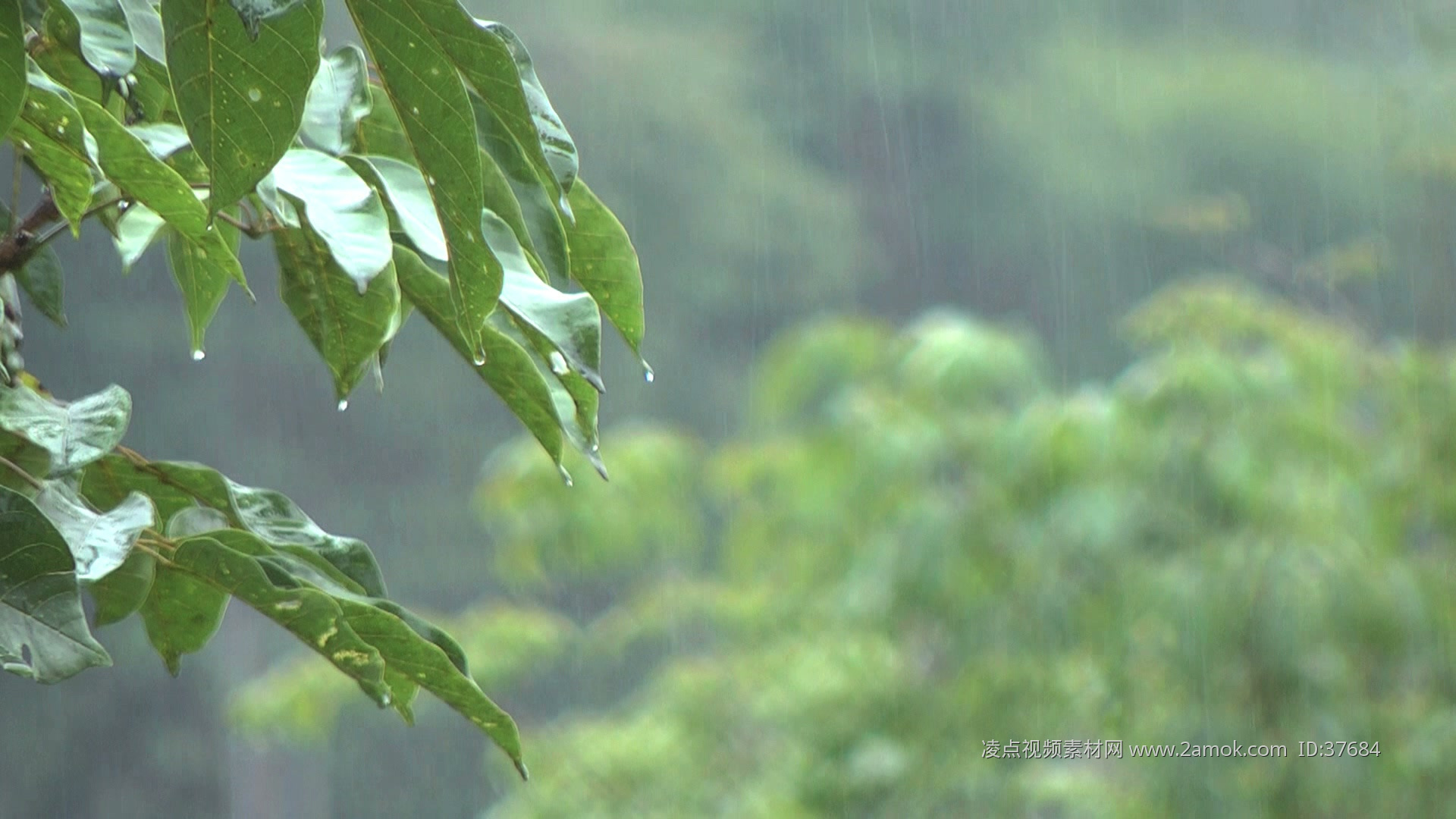 【雨后的山林摄影图片】深圳风光摄影_光影故事_太平洋电脑网摄影部落