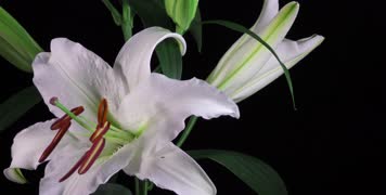 4K盛开的百合 4K盛开的百合