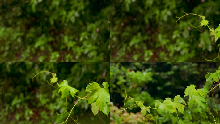 4K清晨下雨