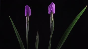 4K鲜花绽放美丽