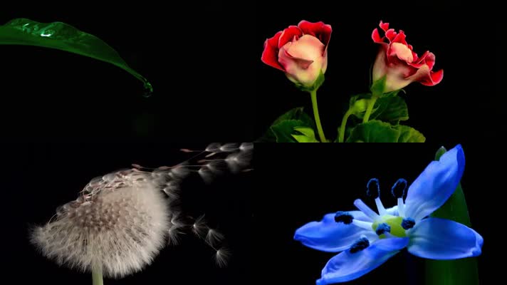 水滴花开生命力