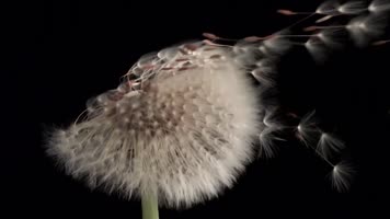 水滴花开生命力