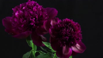 4K鲜花盛开绽放