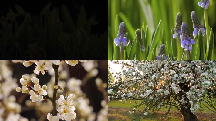 万物复苏生命绽放春暖花开种子发芽生长开花