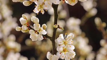 万物复苏生命绽放春暖花开种子发芽生长开花
