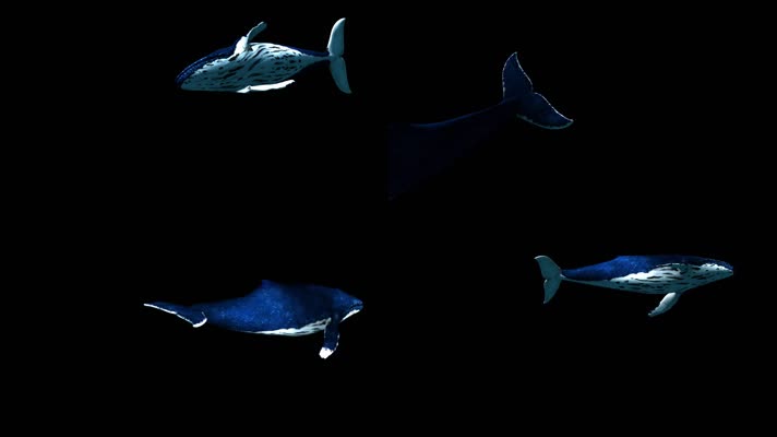 全息三维鲸鱼带通道多角度合成素材