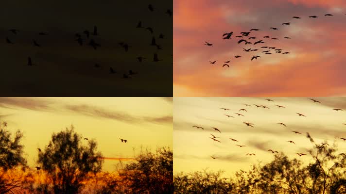夕阳下湿地上空飞翔的候鸟
