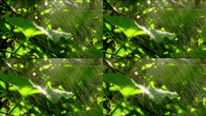 细雨中的绿叶