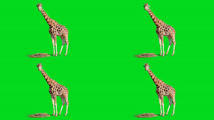 长颈鹿绿屏抠像