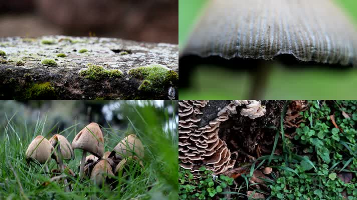 野生菌类蘑菇大自然唯美特写