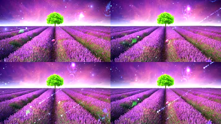 紫色熏衣草田园