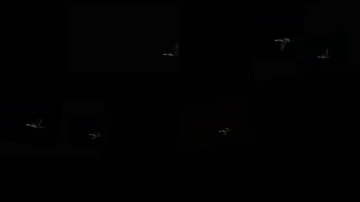 天空飞鸟后期合成素材