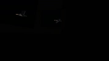 天空飞鸟后期合成素材