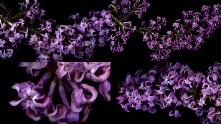 紫色花枝凋谢萎缩延时摄影