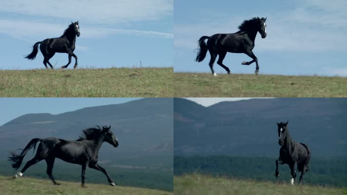 单匹骏马奔跑一匹黑马