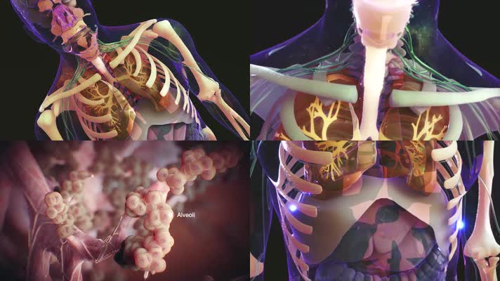 3D呼吸系统医疗视频