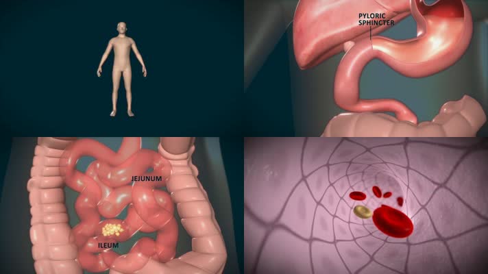3D人体肠胃消化系统医疗视频