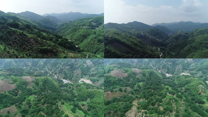 绍兴诸暨、香榧林4K