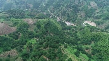 绍兴诸暨、香榧林4K