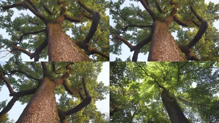 大树4K