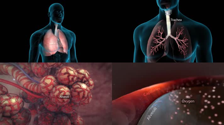 3D肺呼吸器官医疗视频