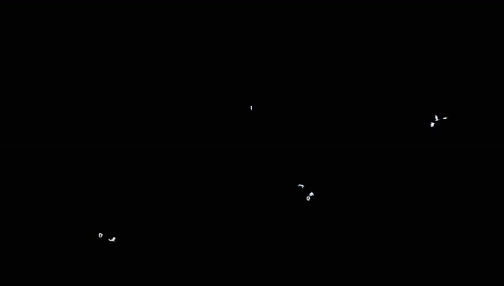3K白鸽小鸟飞舞透明通道
