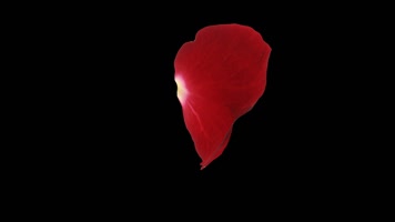 单片玫瑰花瓣通道循环 (4) 单片玫瑰花瓣通道循环 (4)