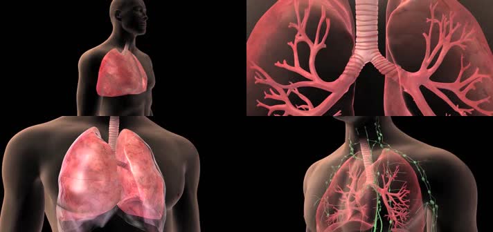3D肺解剖医疗视频