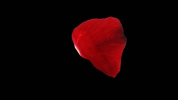 单片玫瑰花瓣通道循环 (1) 单片玫瑰花瓣通道循环 (1)