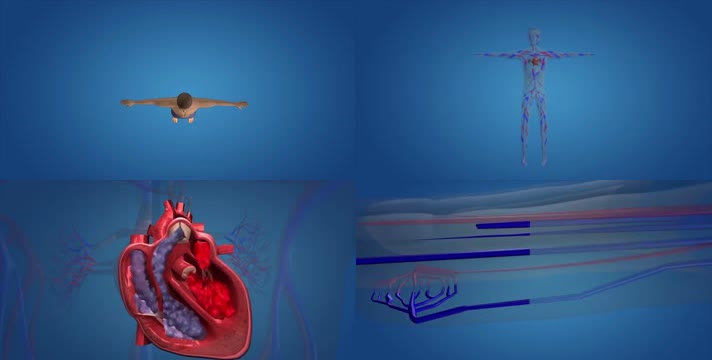 3D人体血液循环系统医疗视频
