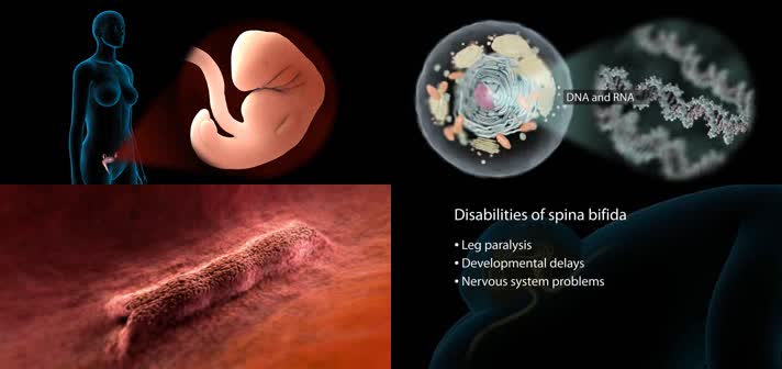 3D叶酸怀孕期间医疗视频