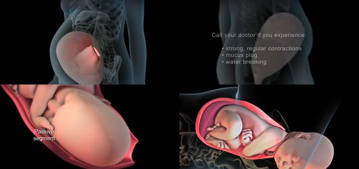 3D女性生孩子过程医疗视频