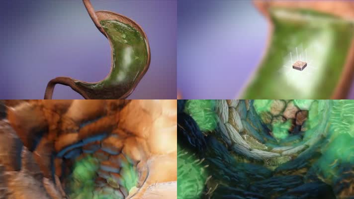 胃肠道绒毛排毒