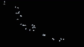 3K白鸽小鸟飞舞透明通道