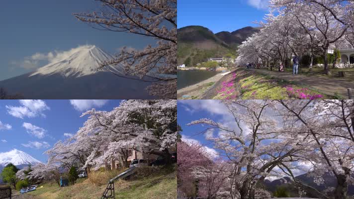 日本富士山河口湖畔樱花美景